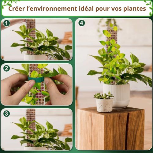 Tuteur pour plante grimpante - MossPole