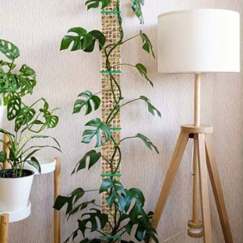 tuteur-pour-plante-grimpante-robuste