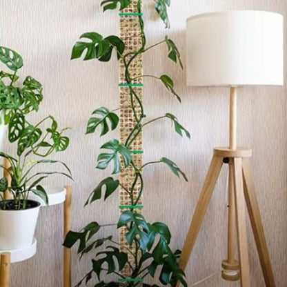 tuteur-pour-plante-grimpante-robuste