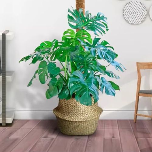 tuteur-pour-plante-robuste