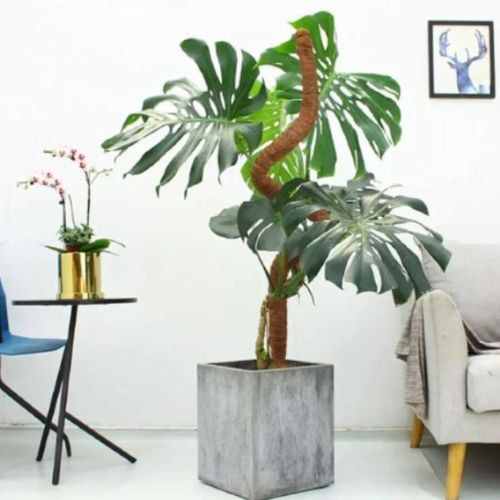 tuteur-pour-plante-stable