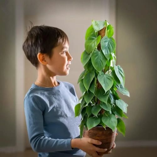 tuteurs-plantes-grimpantes