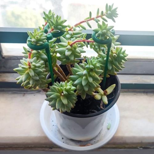 tuteurs-plantes